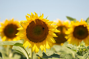 Healthy sunflower flowers as soon as they bloom with still immature seeds