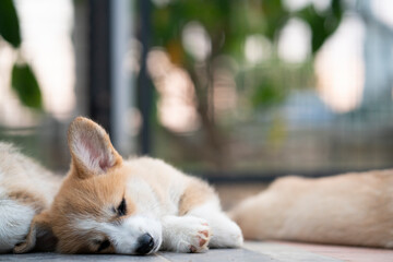 Corgi puppy dog sleeping in summer sunny day