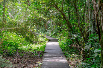 path in the forest