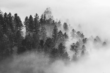 Pine forest in fog in autumn