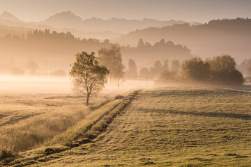 Sunrise landscape fog with trees and little stream frosty meadow