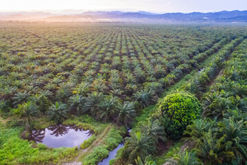 Aerial view of palm oil plantation At Beaufort Sabah, Borneo. Aerial view - obrazy, fototapety, plakaty