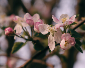 Close-up of an apple blossom on a flowering tree