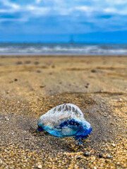 Jellyfish perched on the sand