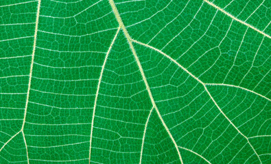 green leaf pattern background