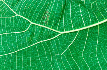 green leaf pattern background