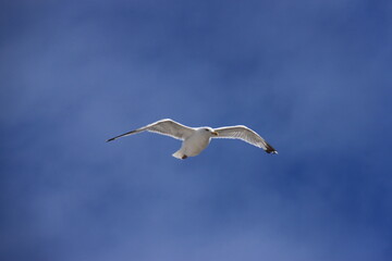 a silver gull flies on the north sea in front of a blue sky 