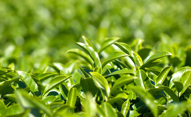 outdoor plantation tea leaves