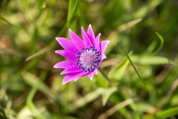 Fiore giovane