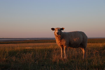 sheep in the field