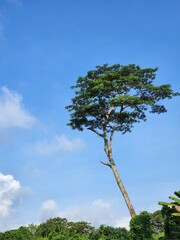Lone tall tree against blue sky