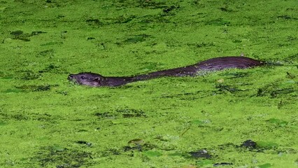 Otter swimming in Water Covered in Duckweed