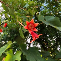 Closeup of two small unripe red pomegranate fruit flowers hanging on a tree branch with tree leaves in the blurred background on a sunny day. Selective focus