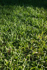 Green grass background