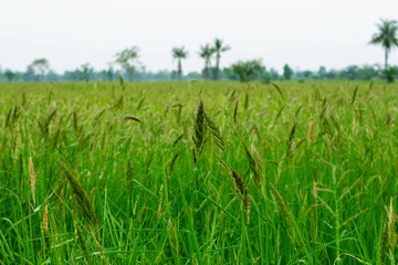 Oryza granulata ,Bird rice grass, weeds in tropical rice fields in Southeast Asia, Myanmar, Laos, Thailand, Vietnam, Philippines, Cambodia, Malaysia, Indonesia.
