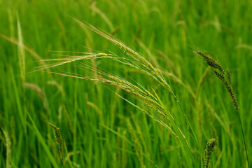 Oryza granulata ,Bird rice grass, weeds in tropical rice fields in Southeast Asia, Myanmar, Laos, Thailand, Vietnam, Philippines, Cambodia, Malaysia, Indonesia.
