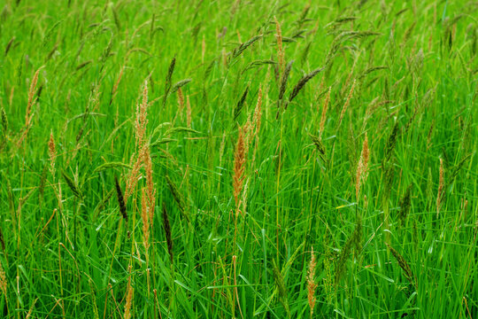 Oryza granulata ,Bird rice grass, weeds in tropical rice fields in Southeast Asia, Myanmar, Laos, Thailand, Vietnam, Philippines, Cambodia, Malaysia, Indonesia.
