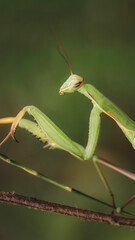 Praying Mantis in Macro with soft green nature background