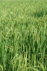 the atmosphere of the rice fields in the wind