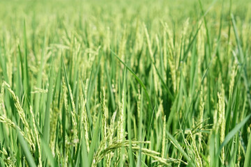 the atmosphere of the rice fields in the wind