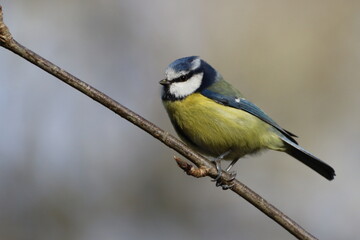 Fototapeta premium Eurasian Blue Tit. Cyanistes caeruleus. Agile little bird with a blue cap and yellow belly. 