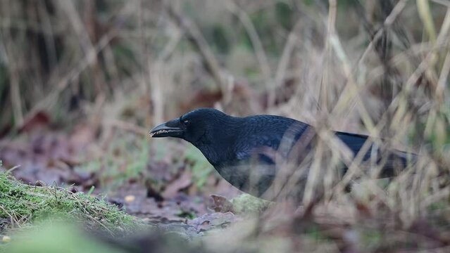 Carrion crow looking for food on a forest meadow, january, north rhine westphalia (corvus corone), germany