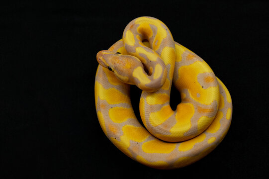 yellow ball pythons snake