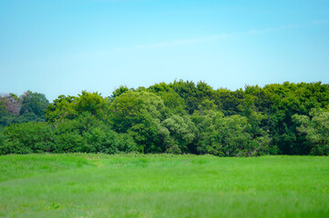 Fototapeta premium 広い原っぱ