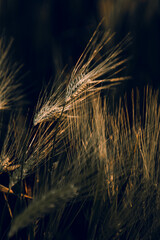 golden wheat field grass art hand