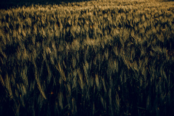 golden wheat field grass art hand