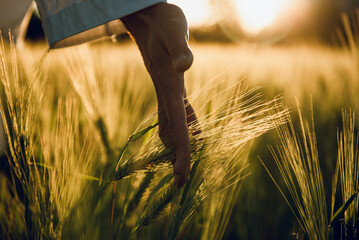 golden wheat field grass art hand