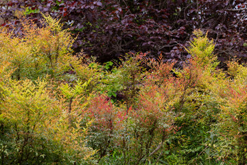 Red, yellow, burgundy and green leaves on the trees in the park. Colorful leaves in autumn.