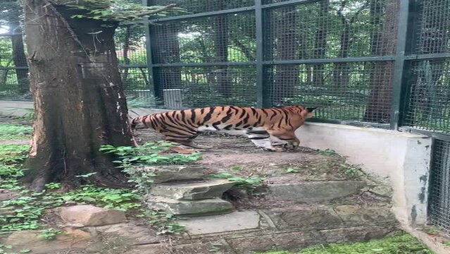 Tigre d&rsquo;un zoo &agrave; Shanghai - Chine