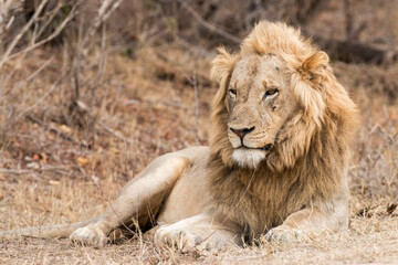 male lion