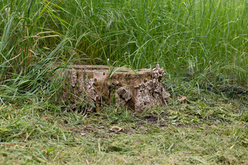 Old tree stump in the forest closeup.