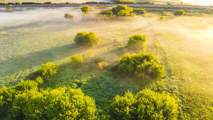 Fototapeta premium rapeseed field