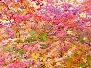 鮮やかに彩る秋の紅葉　紅葉の背景