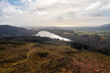 Aerial view of summer forest countryside, Northern Ireland 