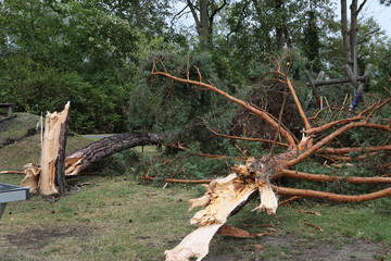 Snapped off tree. Damage on a play ground caused by a windstorm. 