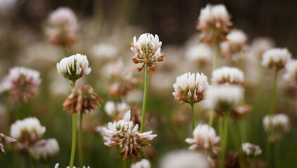 White Clover