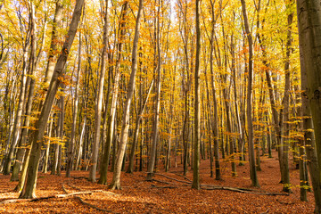 autumn forest nature with yellow leaves and trees. autumn beauty