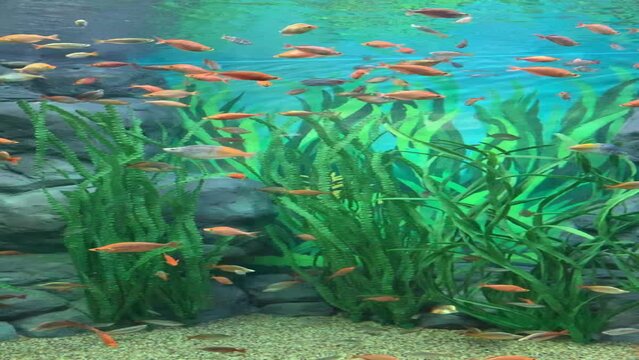 Poissons tropicaux d'aquarium &agrave; Shanghai - Chine