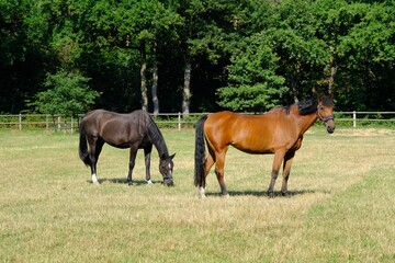 Zwei Pferde auf der Weide am Waldrand