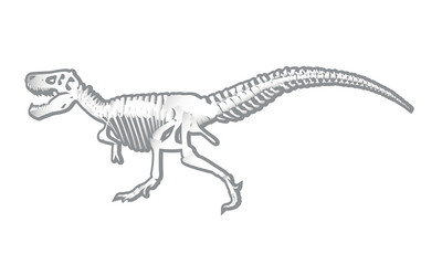 Dinosaur skeleton isolated on white background. Tyrannosaurus rex. Prehistoric animal.Vector graphics