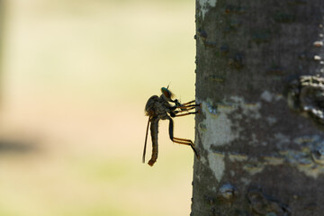Robber fly preying on a bee in the shade of a tree