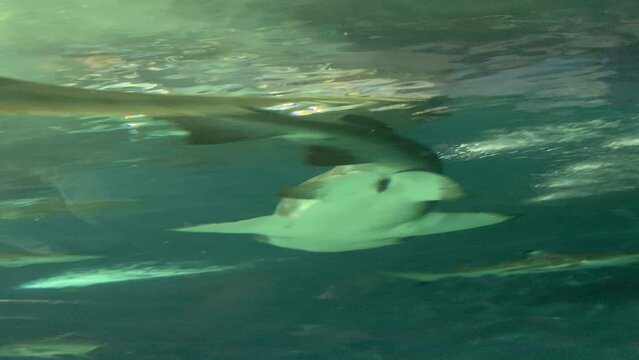 Requins d'aquarium &agrave; Shanghai - Chine