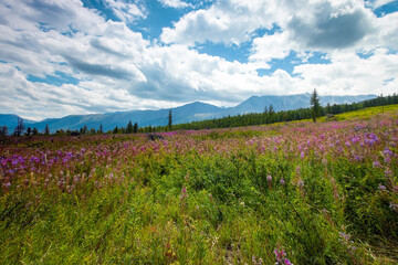 Fototapeta premium Flower meadow on the background of mountains