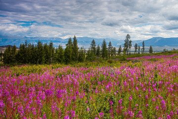 Fototapeta premium Flower meadow on the background of mountains