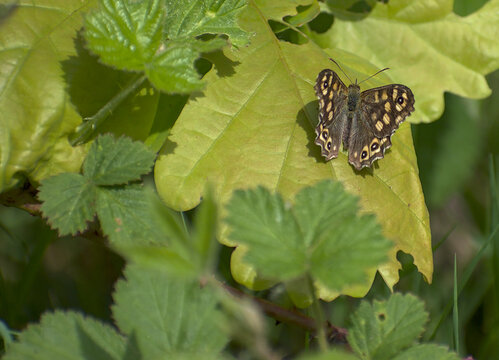 Papillon sur une feuille