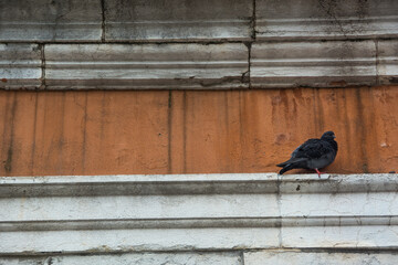 Pidgeon resting in a building at Venice, Veneto, Italy.